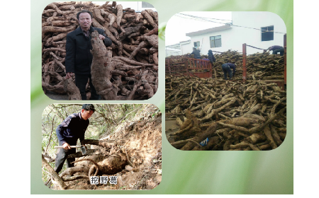 一勺野生葛根粉里的「古今對話」，從古籍記載到現(xiàn)代餐桌的清涼傳承