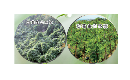 高學(xué)歷養(yǎng)生黨親測(cè)：這款雙有機(jī)野生葛根粉，憑什么成日常優(yōu)選？?