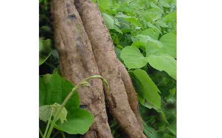 葛粉是什么？解鎖這份藏著千年文化與養(yǎng)生智慧的天然食材