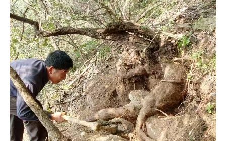 藏在隨州深山里的自然饋禮：二月風有機野生葛根粉，守護孩子純粹成長