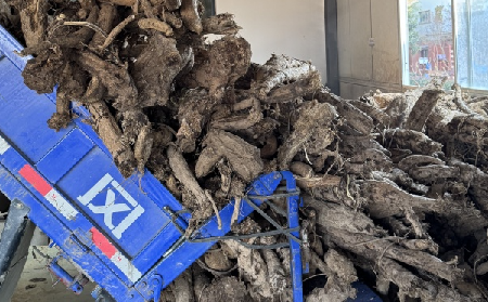 霜降采葛正當時！二月風大量收購霜降葛根，以匠心護品質(zhì)、以產(chǎn)業(yè)助增收