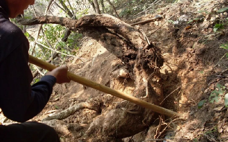 雪日暖養(yǎng)良方：二月風(fēng)有機(jī)野生葛根粉的冬日養(yǎng)生之道